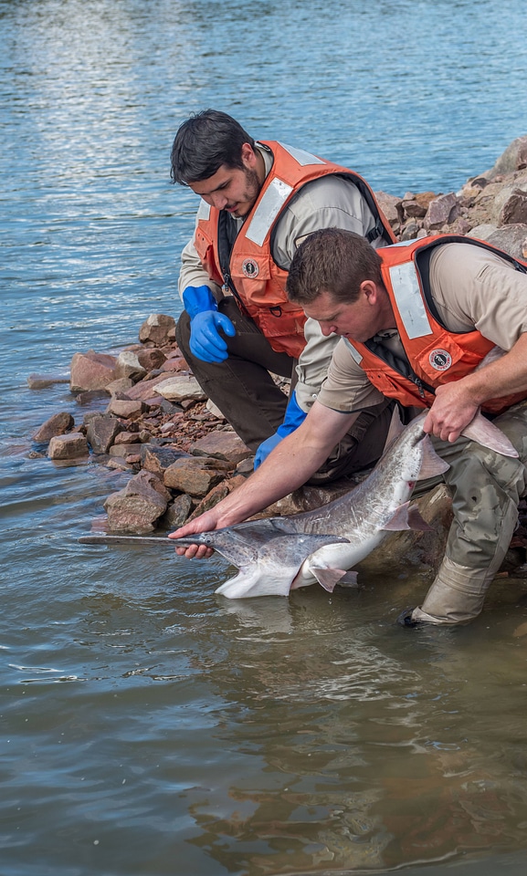 Fisheries workers releasing paddlefish-3