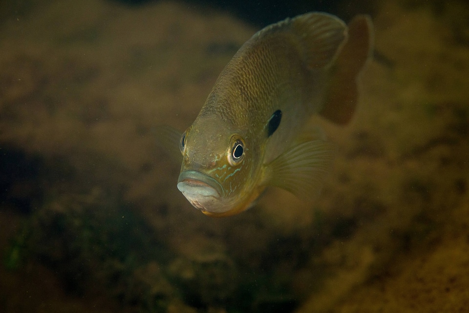  Redbreast sunfish-6