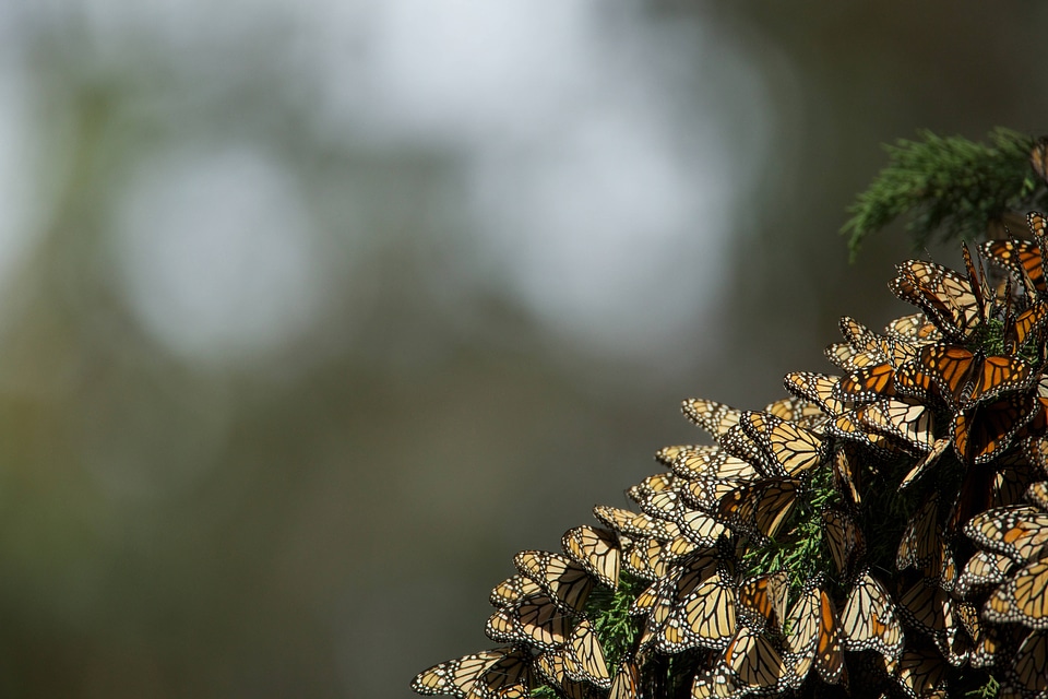 Monarch butterflies-7