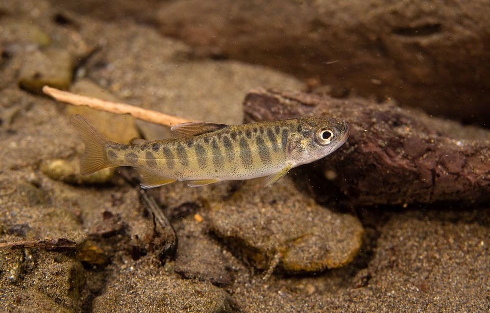 Juvenile Chinook salmon-1
