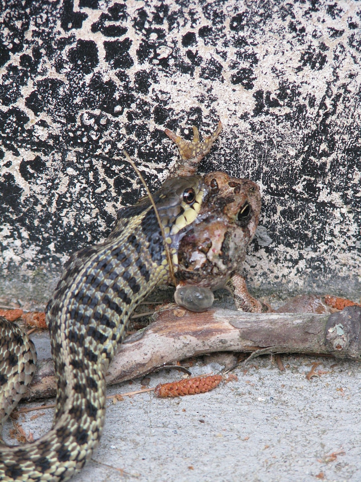 Garter snake with toad