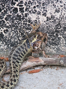 Garter snake with toad