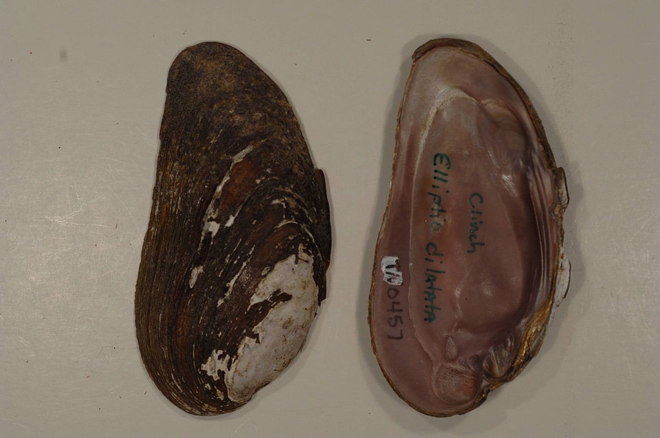 Elliptio dilatata-1