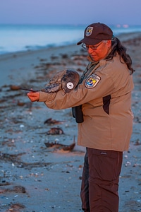 Biologist examines tagged horseshoe crab on beach-1