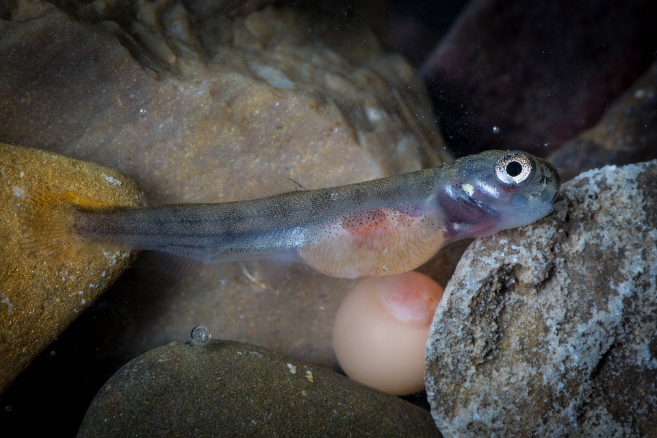 Rainbow trout sac fry