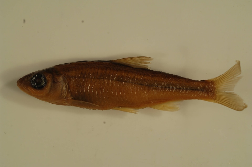 Luxilus cornutus-3