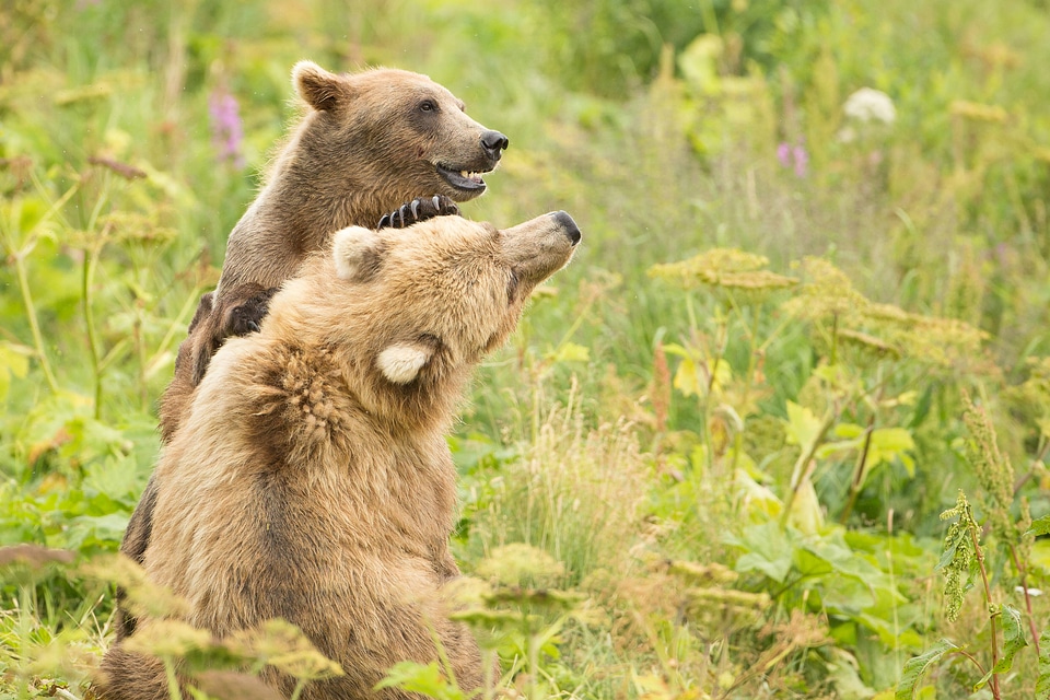 Kodiak brown bear-1