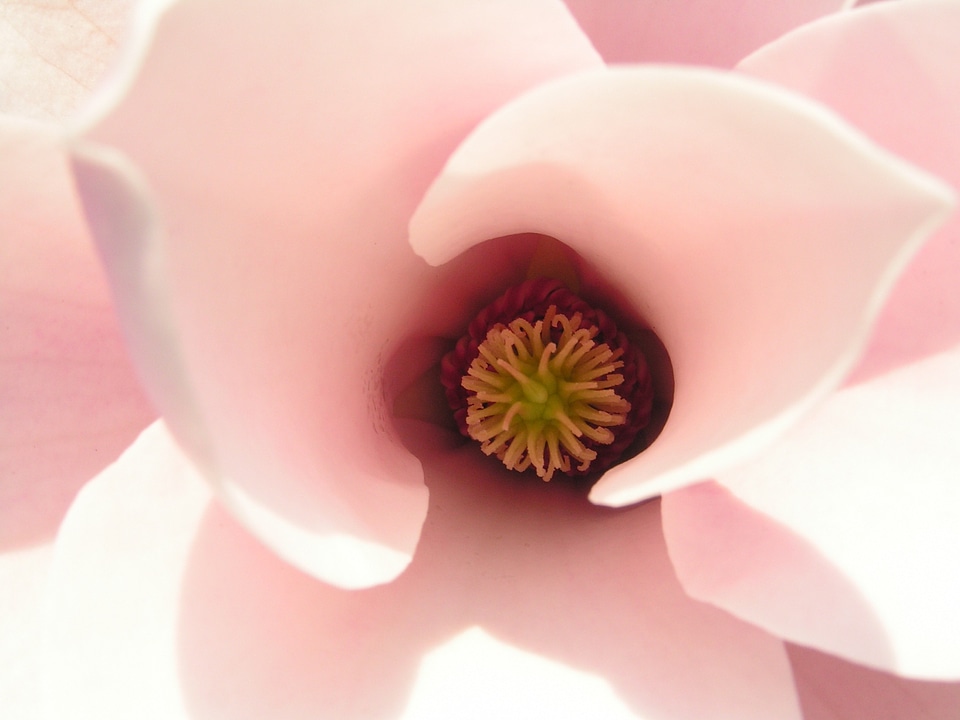 Tulip magnolia flower nature