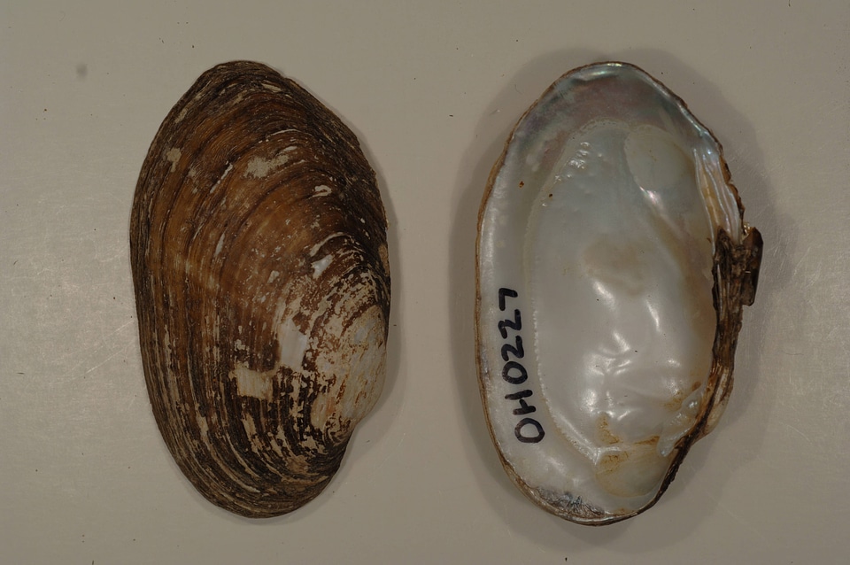 Lampsilis siliquoidea-1