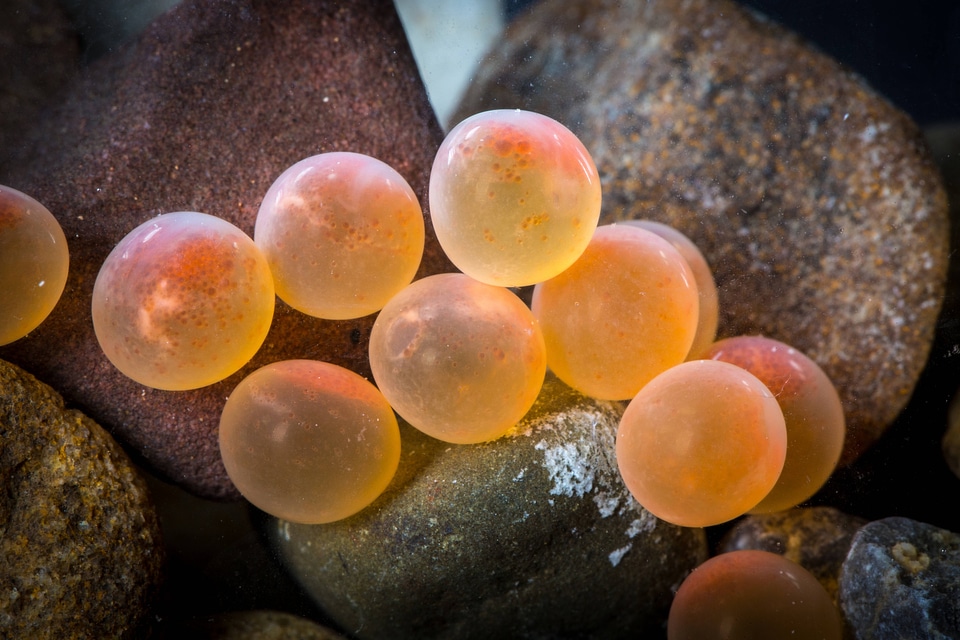 Rainbow trout eggs-2