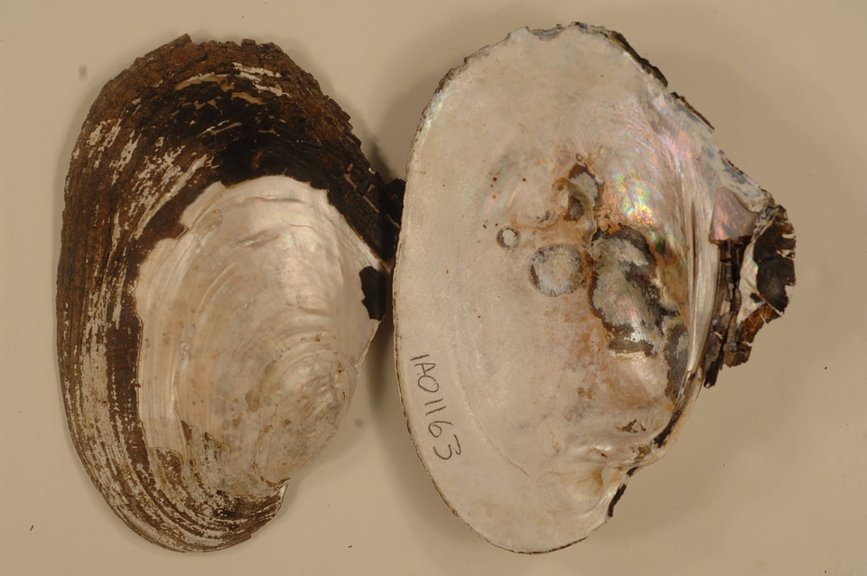 Potamilus alatus-1