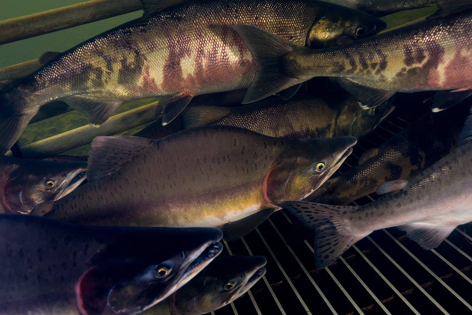Salmon migrating through weir-5