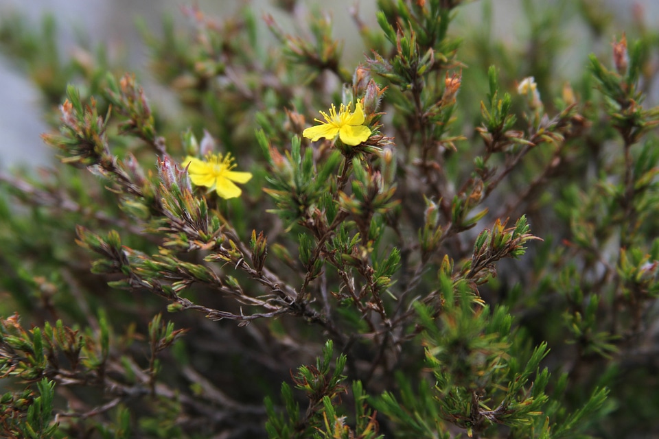 Mountain golden heather blooms