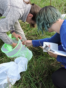 Employees tag a Monarch butterfly