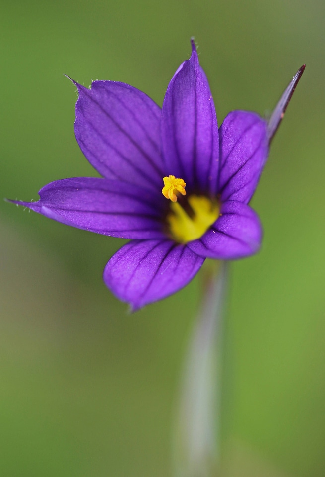 Blue-eyed grass -1