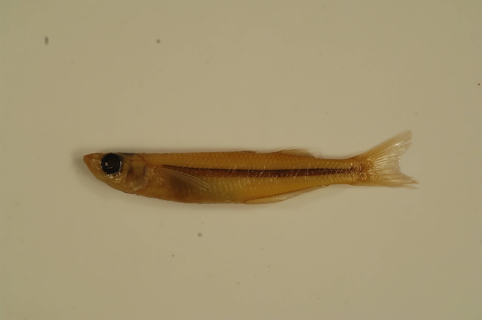 Menidia beryllina-4
