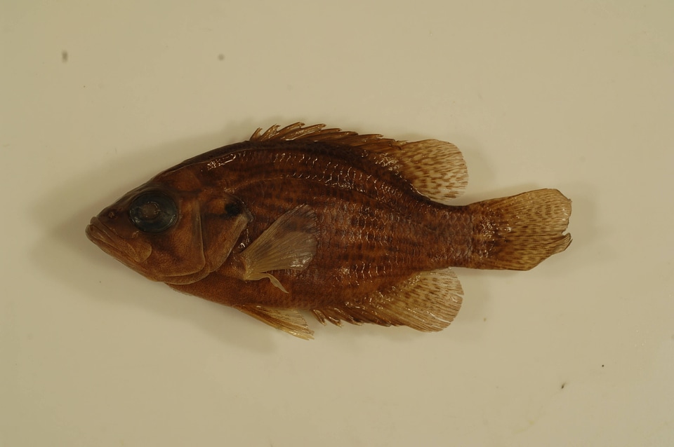 Ambloplites rupestris-1