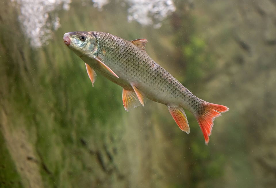 Shorthead redhorse sucker-3
