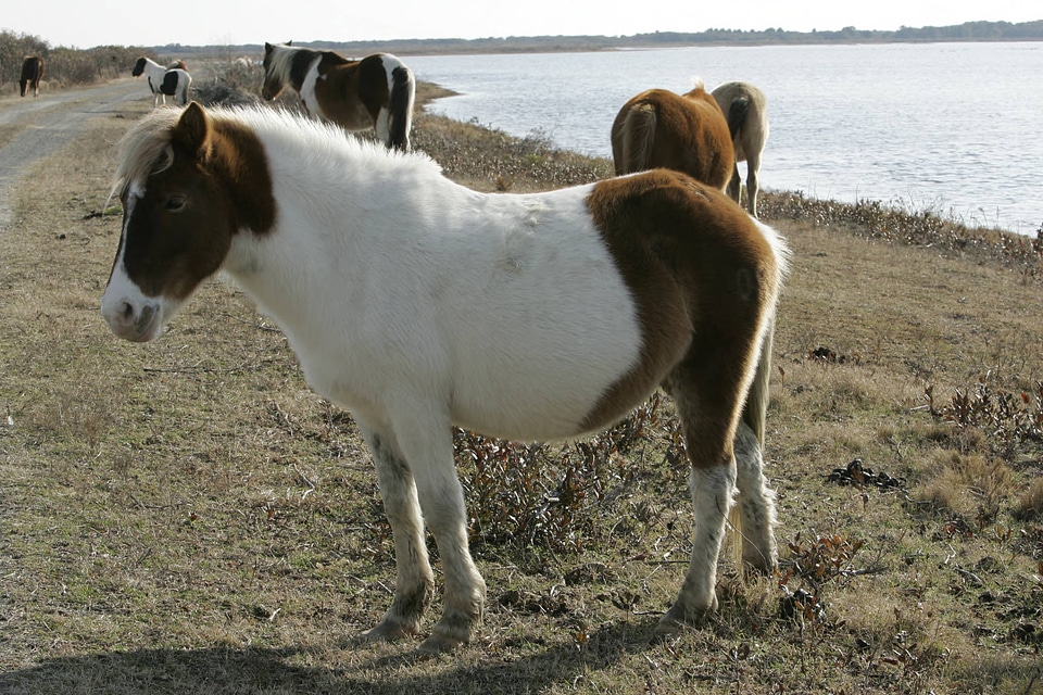 Herd of Chincoteague Ponies