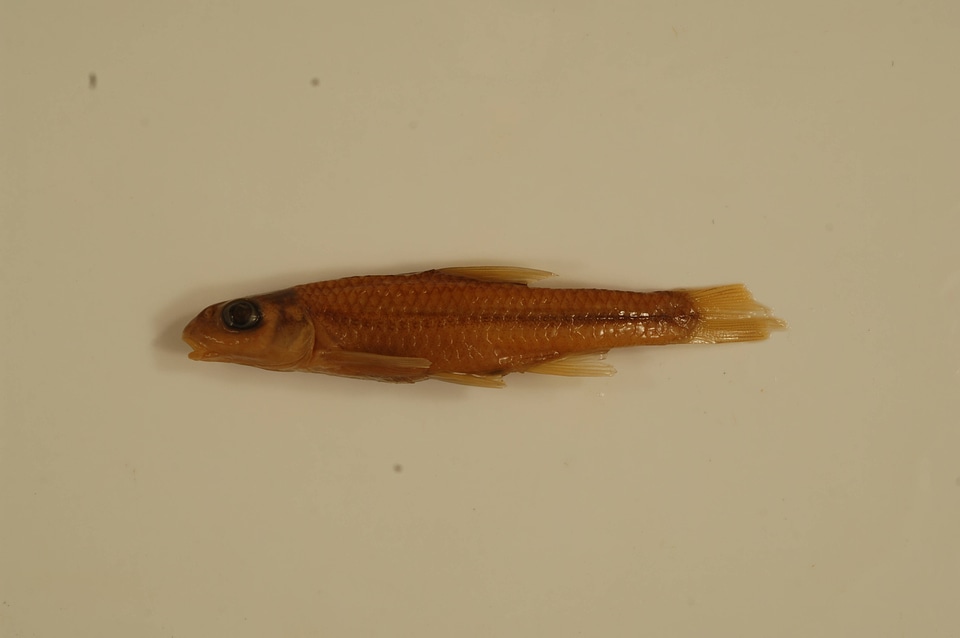 Notropis buccatus-7