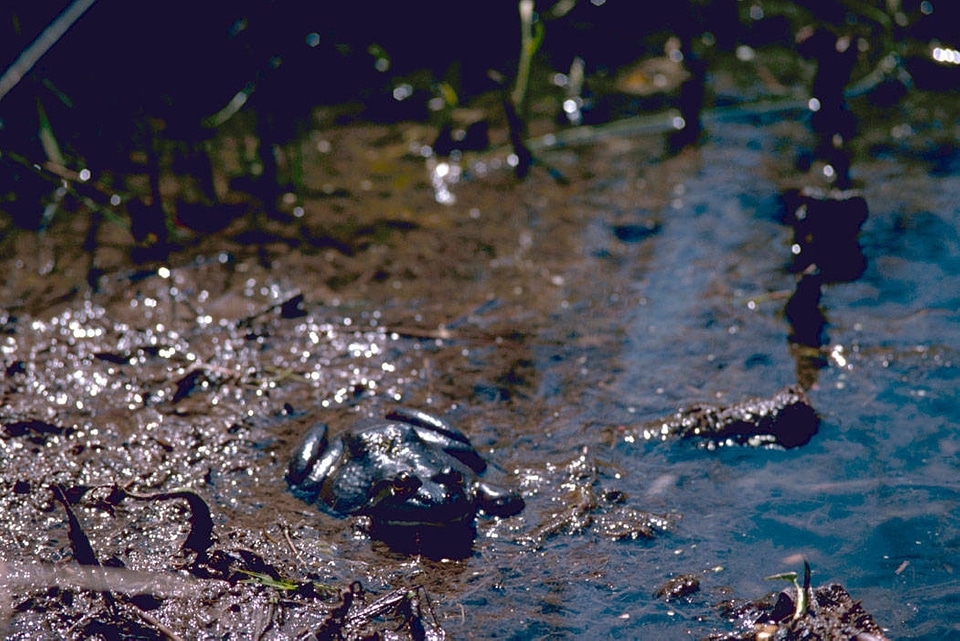 American bullfrog-2