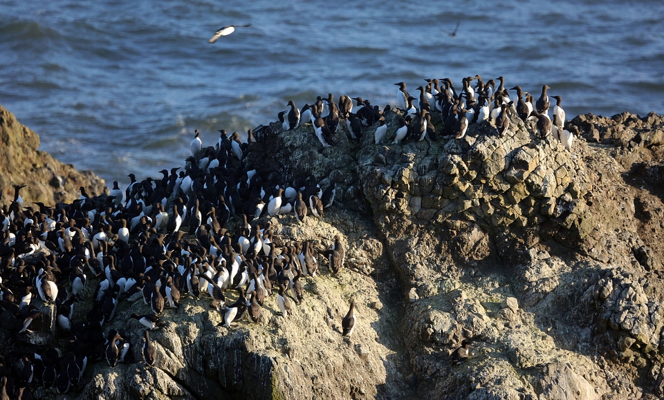 Common Murre colony-1