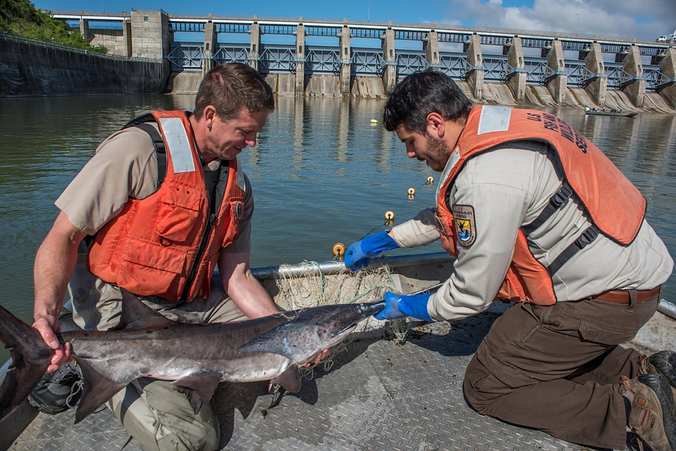 Fisheries crew netting paddlefish-4