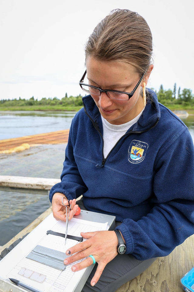 Biologists sample pacific salmon-2