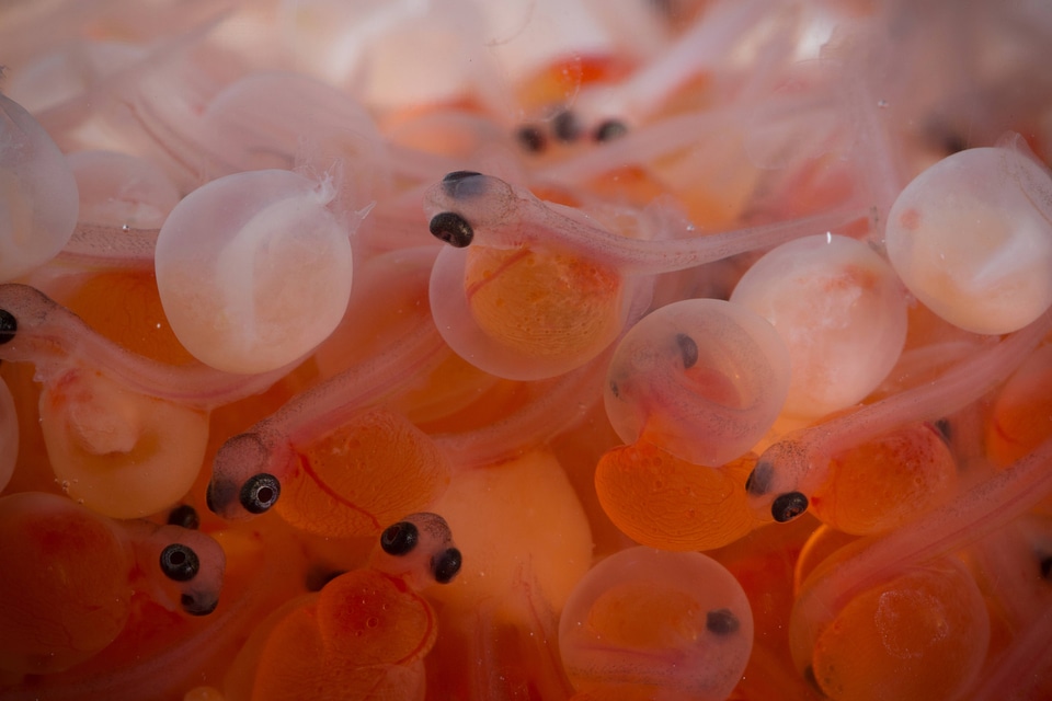 Rainbow trout eggs-1