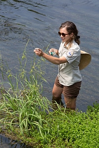 USFWS Biologist collects Texas Wild Rice