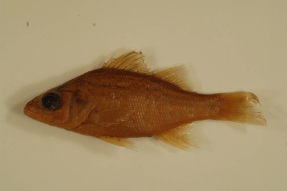 Morone americana-2