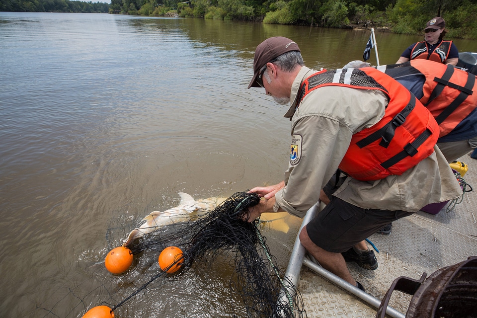 Biologists capture a Gulf sturgeon in river-1
