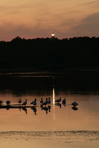 Shorebirds at sunset