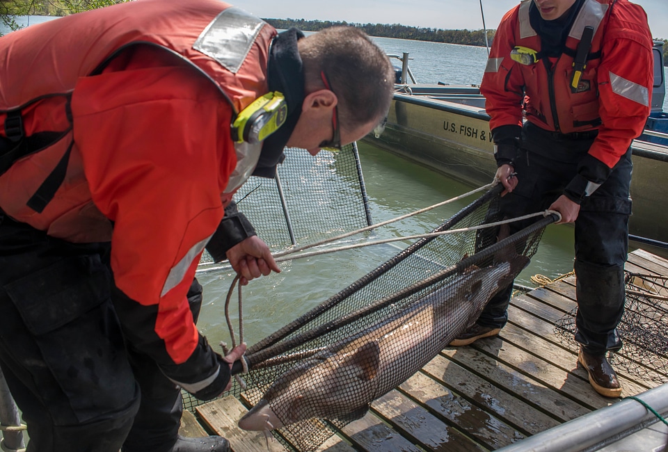 USFWS Fisheries crew transporting lake sturgeon-3