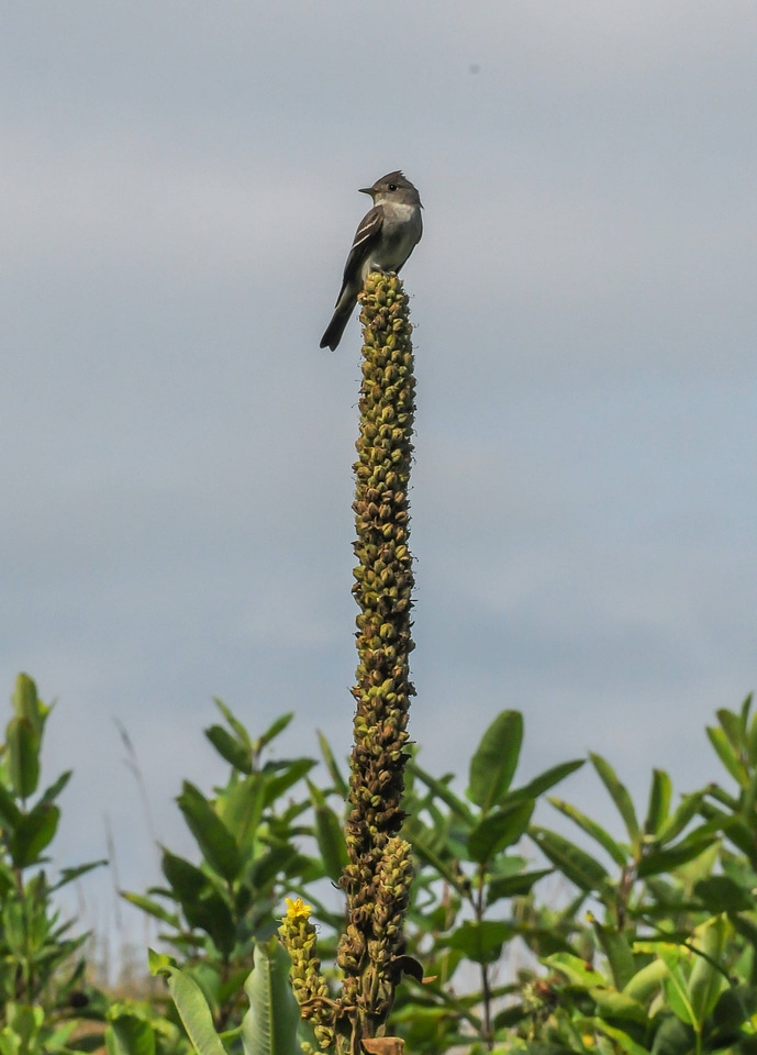 Flycatcher on common mullein flowers