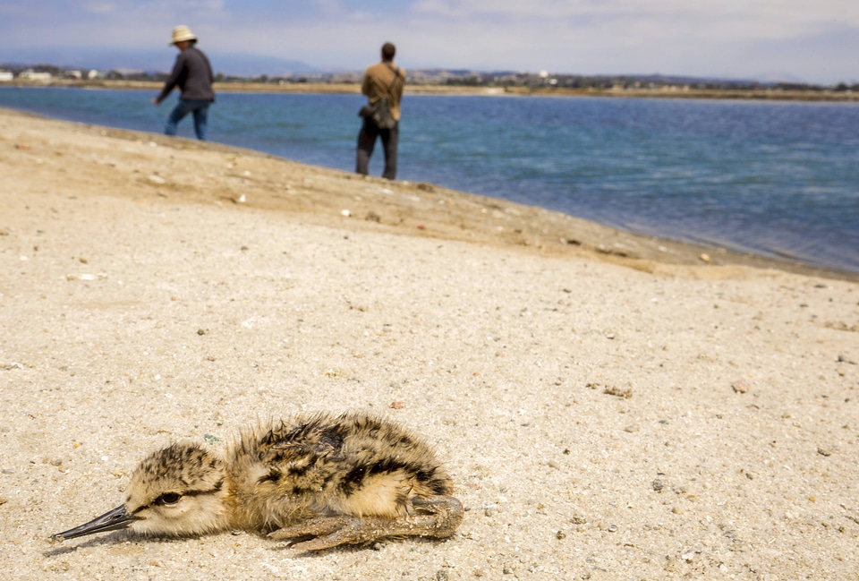Chick resting in the sand