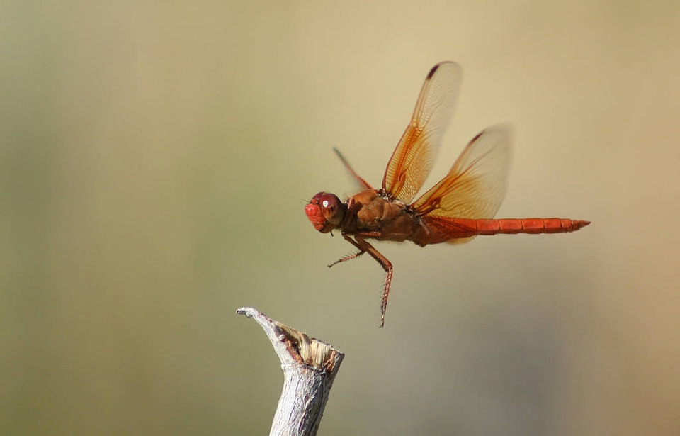 Flame Skimmer at Ash Meadows National Wildlife Refuge