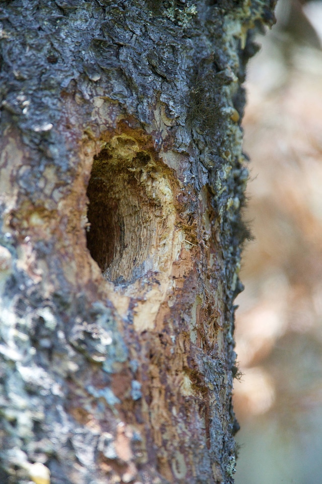 Black-backed Woodpecker hole