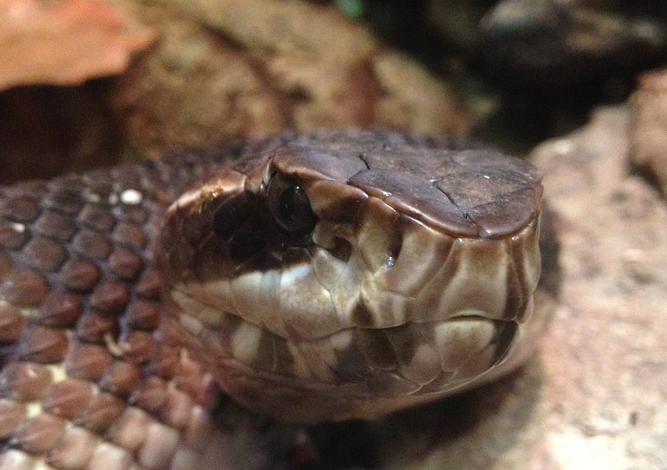 Cottonmouth (water moccasin)