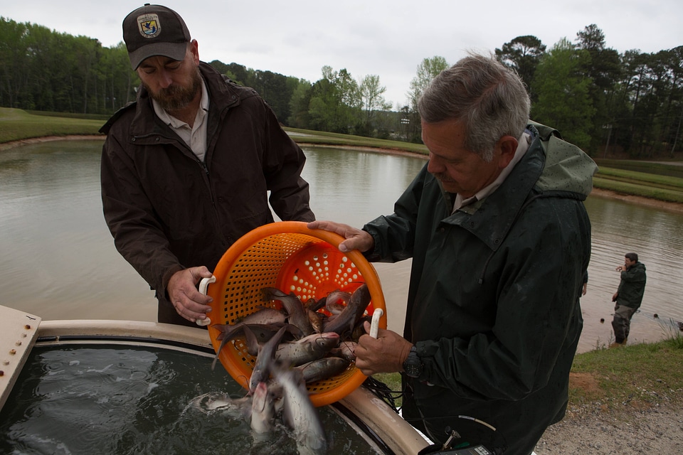Warm Springs hatchery staff capture channel catfish