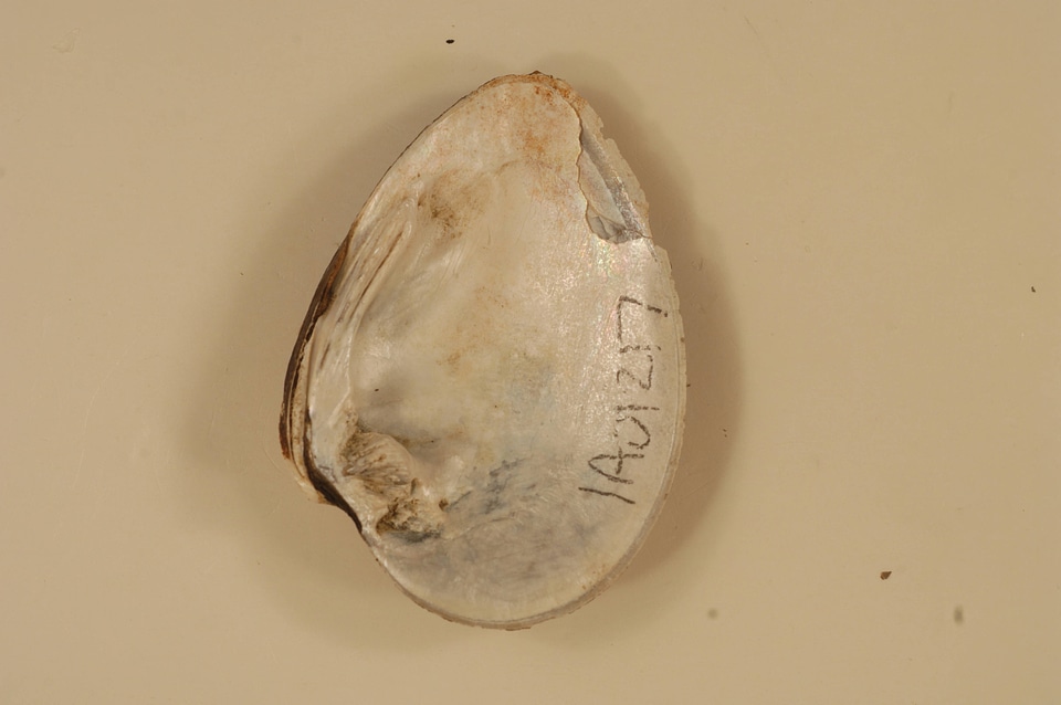 Ellipsaria lineolata (inside)-1