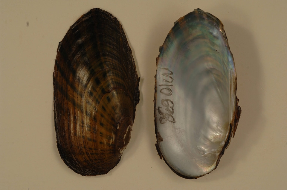 Villosa iris-1