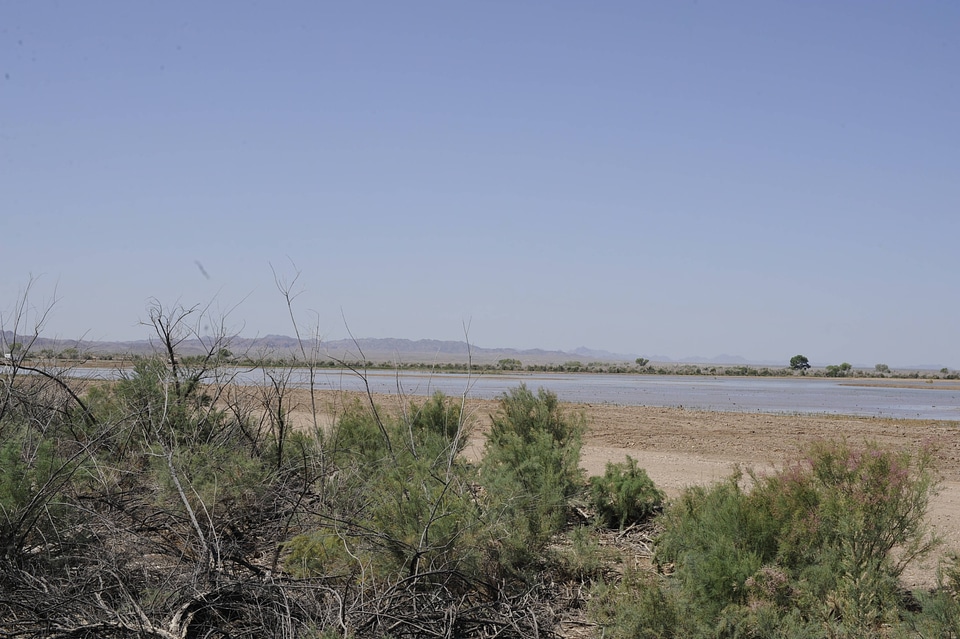 Vegetation around Wetlands