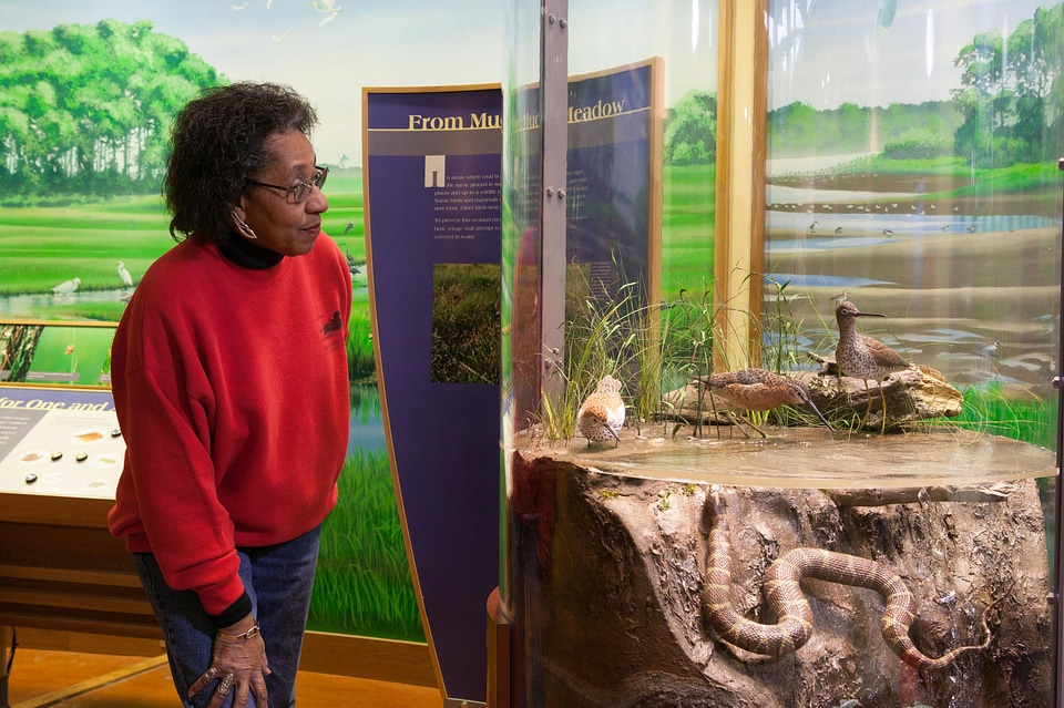 Visitor looking at a shorebird exhibit