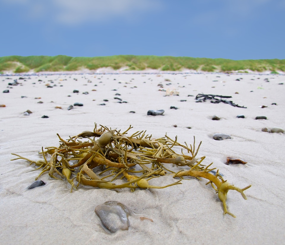 North sea beach marine