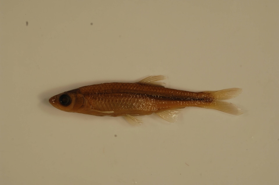 Notropis rubellus-1