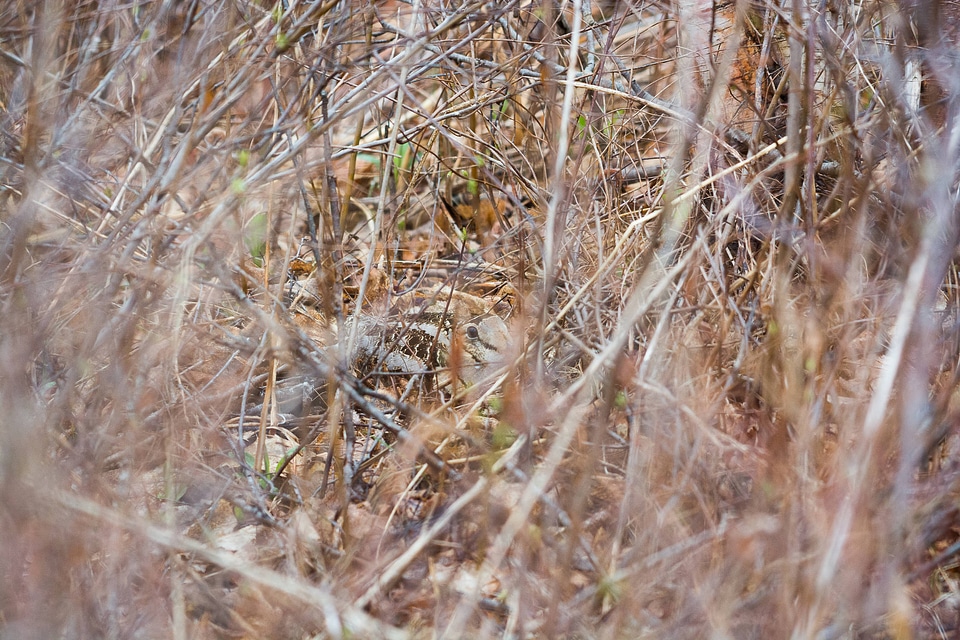 American Woodcock-1