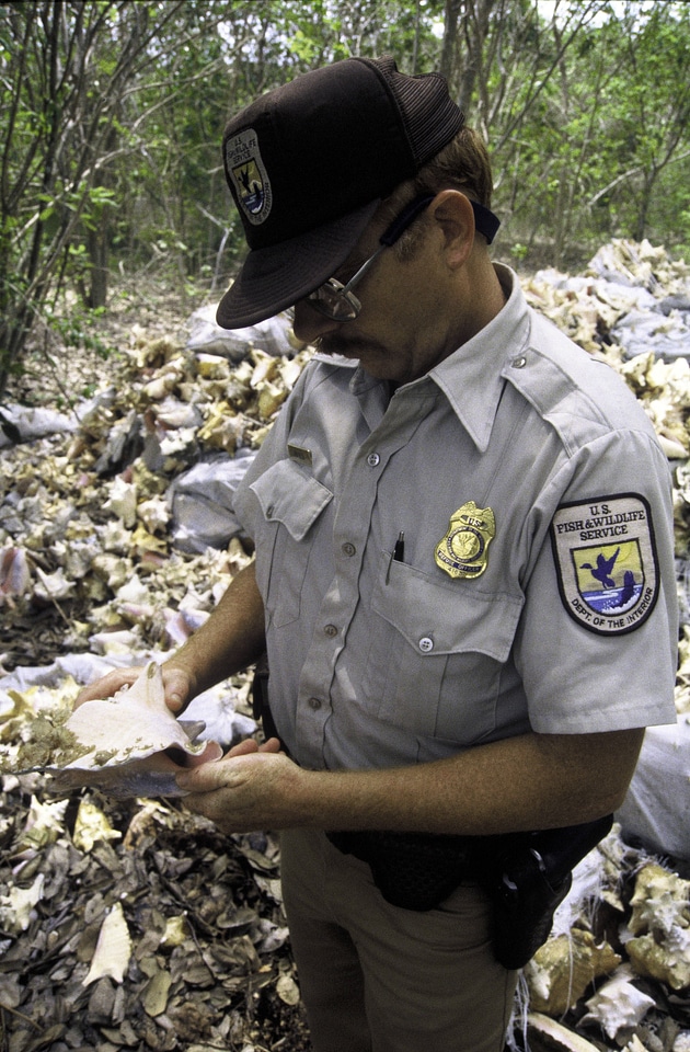 FWS Employee With Conch Shell