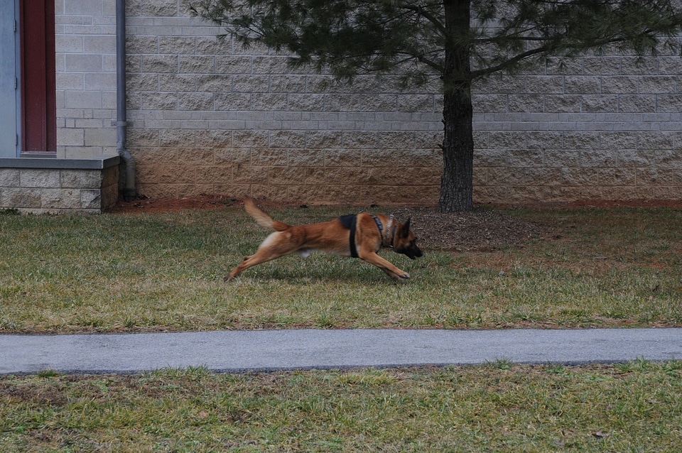 K-9 Rudi on command