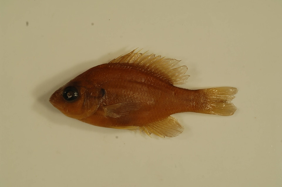 Lepomis megalotis-3